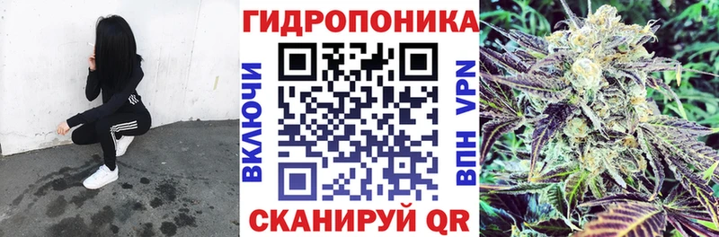 Конопля гибрид  Лесозаводск 